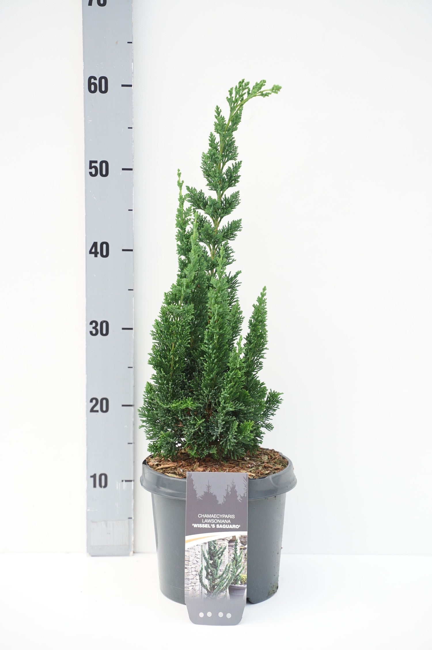 Ädelcypress l. &