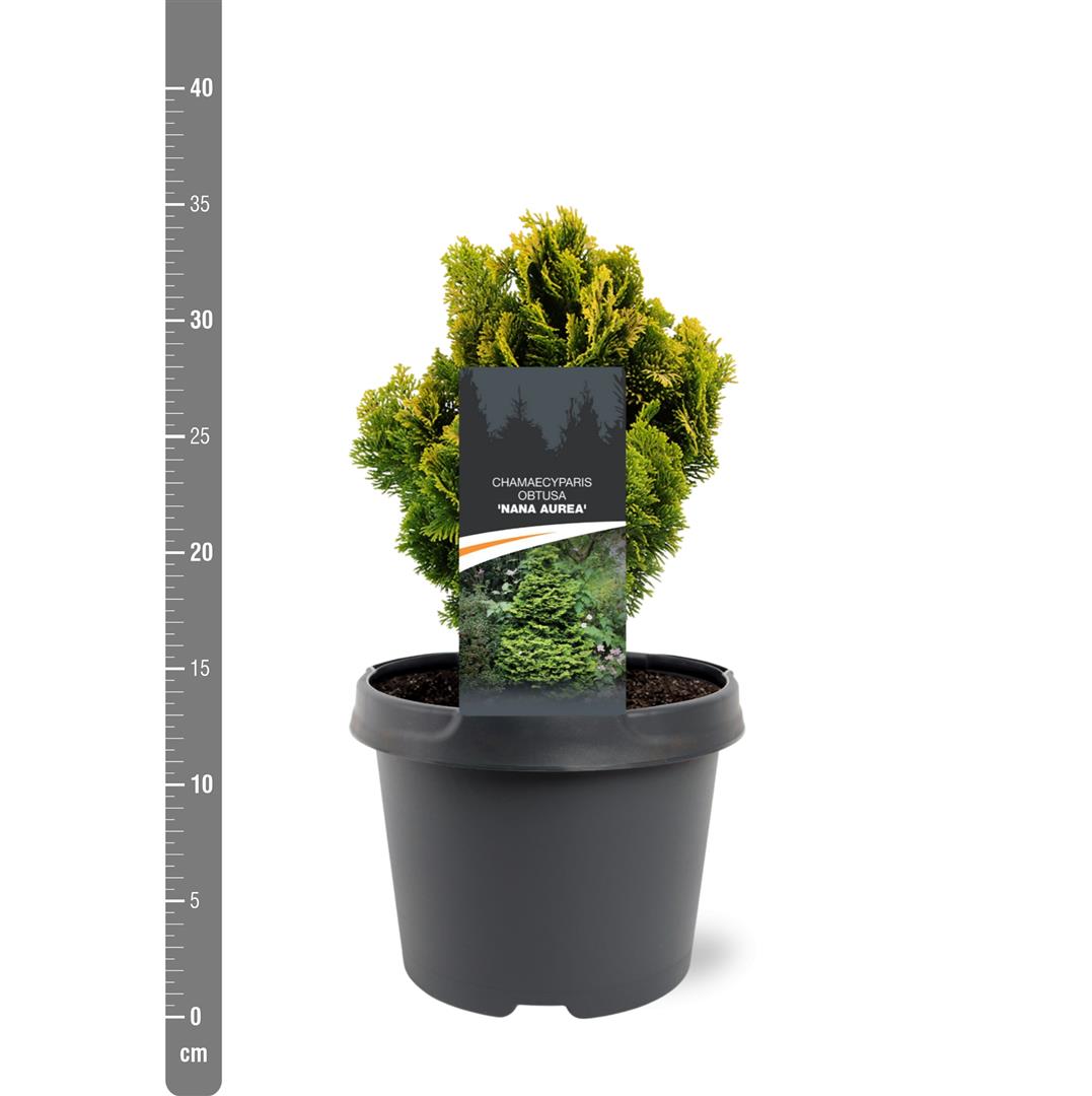 Chamaecyparis obtusa &