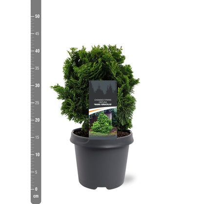 Chamaecyparis obtusa &