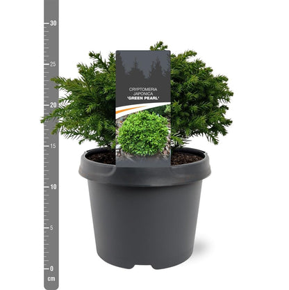 Cryptomeria j. &
