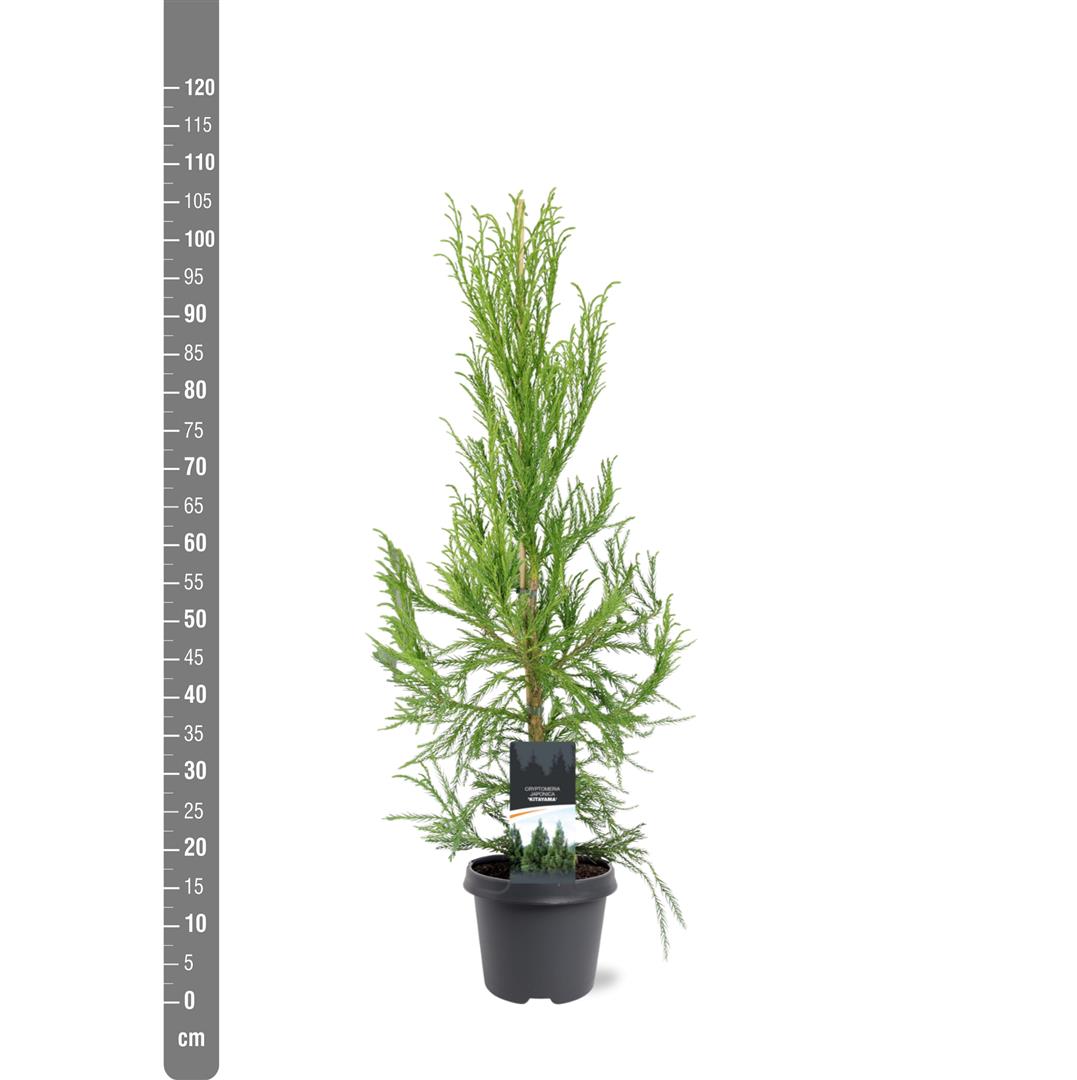 Cryptomeria japonica &