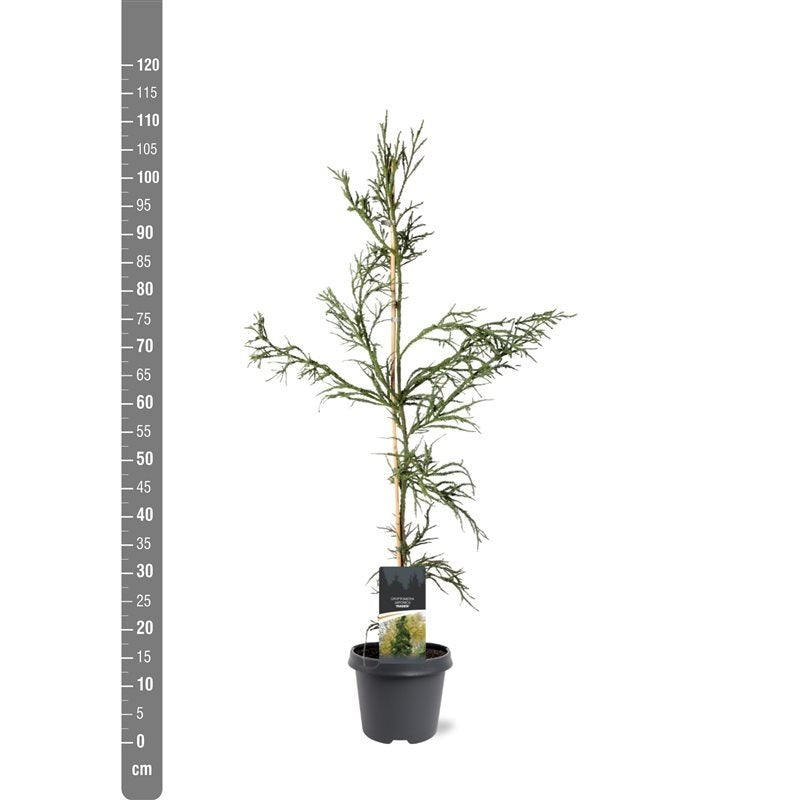 Cryptomeria japonica &