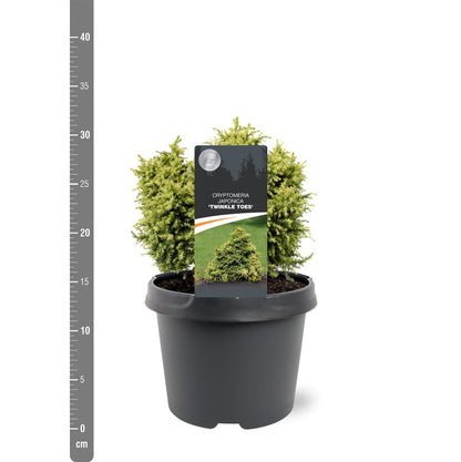 Cryptomeria japonica &
