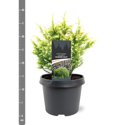 Cryptomeria j. &