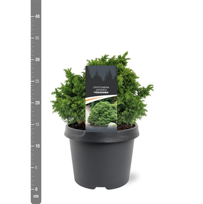 Cryptomeria j. &