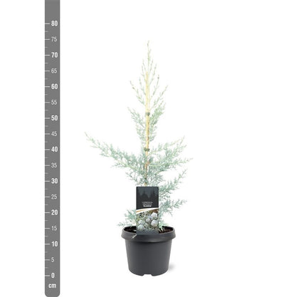 Cupressus ariz. &