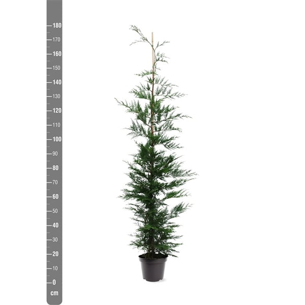 Cupressocyparis leylandii 150-175 cm rotklump