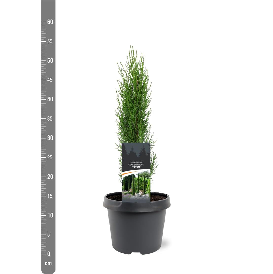 Cupressus sempervirens &