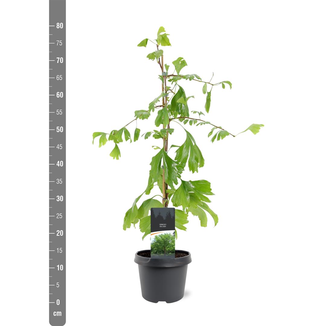 Ginkgo biloba C35 (35 liters kruka) 125-150 cm