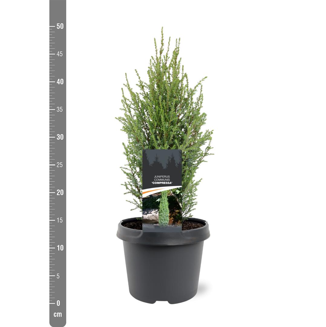 Juniperus communis &