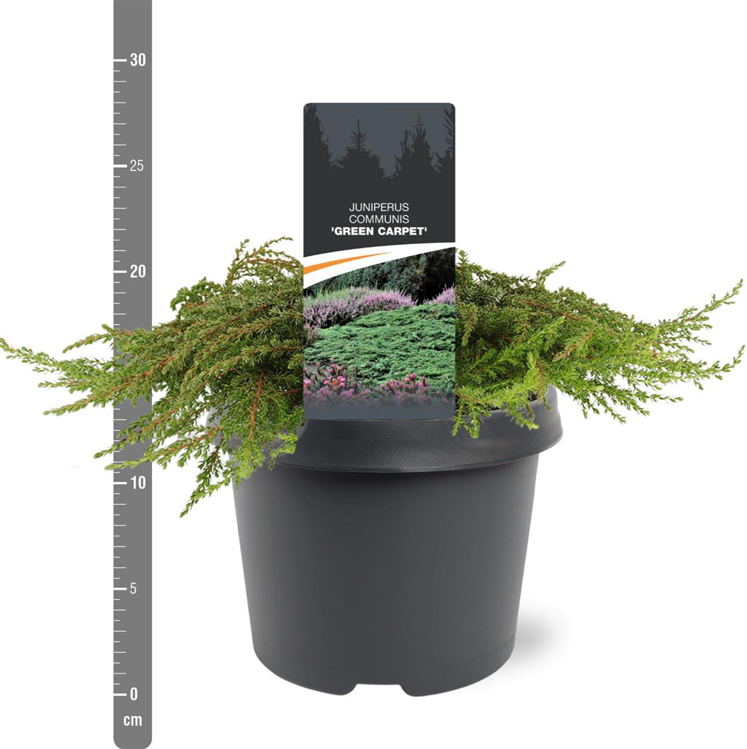 Juniperus communis &