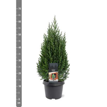 Juniperus chin. &