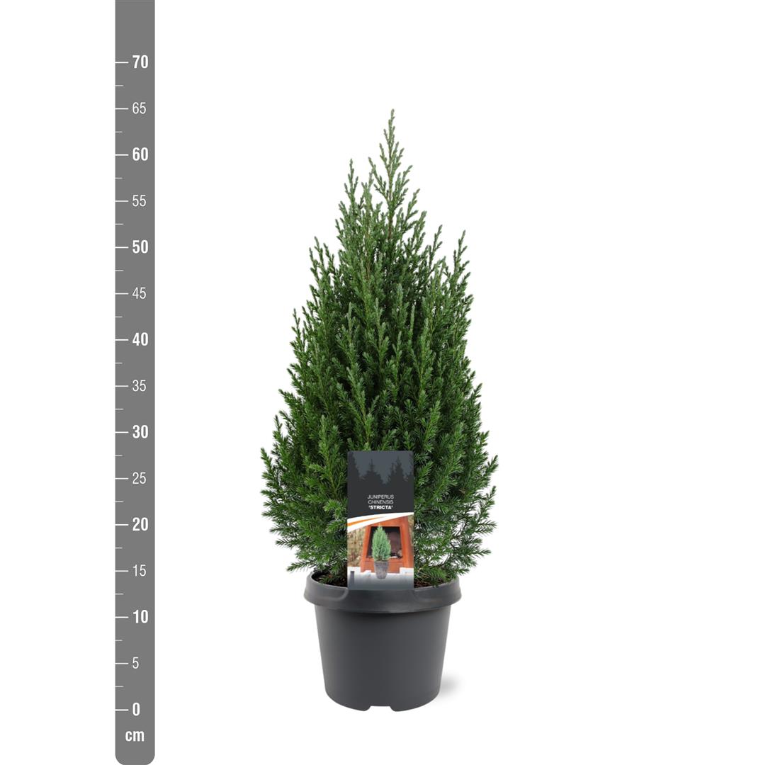 Juniperus chin. &