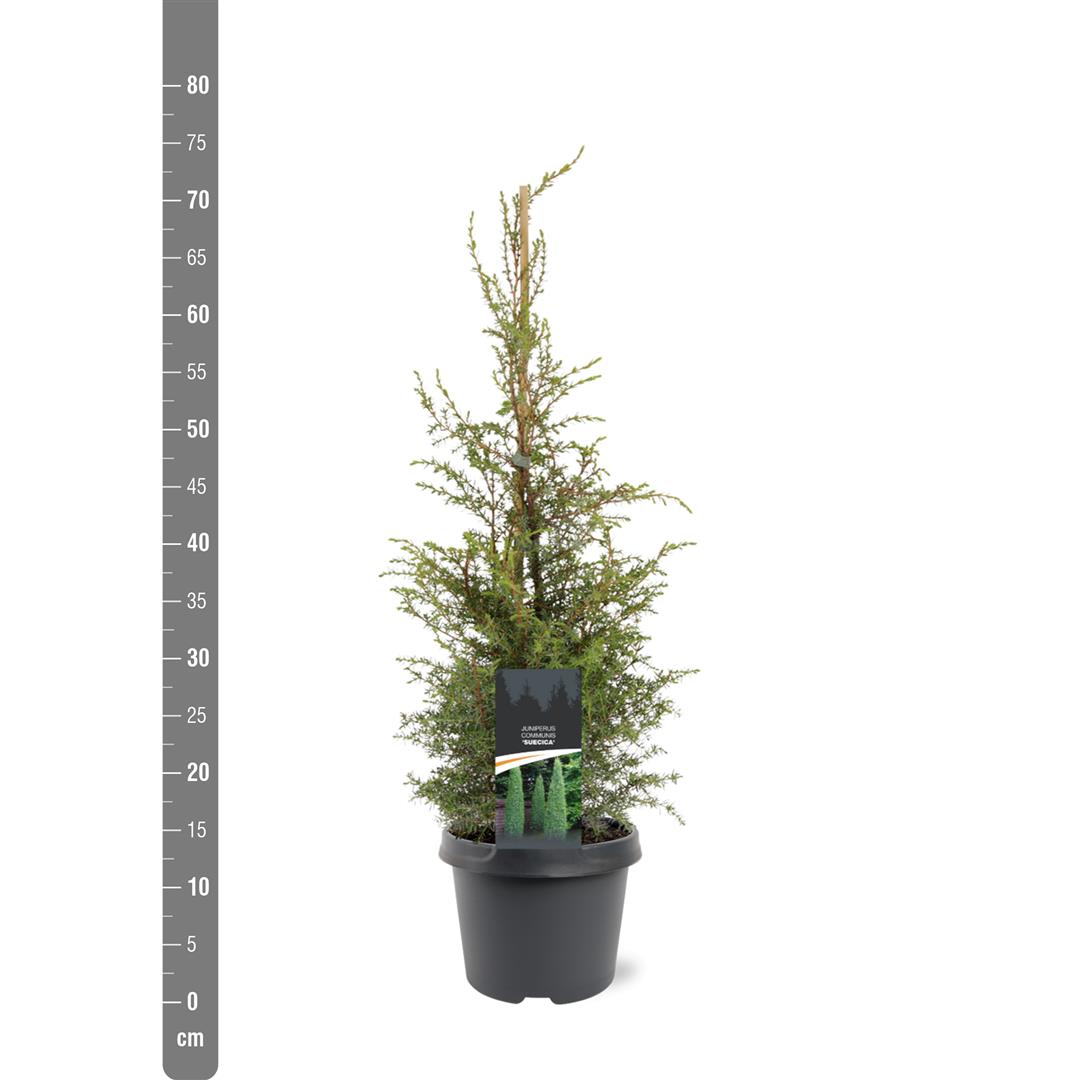Juniperus comm. &