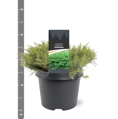 Juniperus davur. &