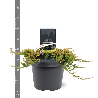 Juniperus hor. &