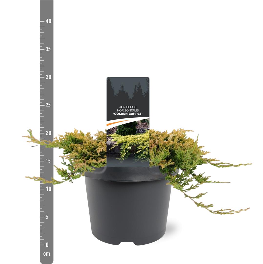 Juniperus hor. &