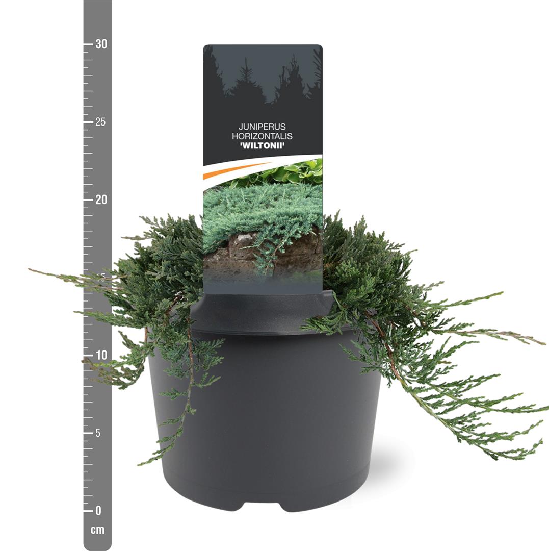 Juniperus horizontalis &