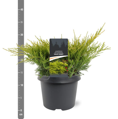 Juniperus pf. &