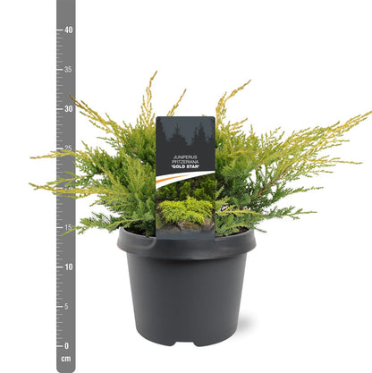 Juniperus pf. &