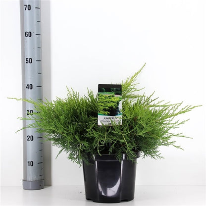 Juniperus pf. &