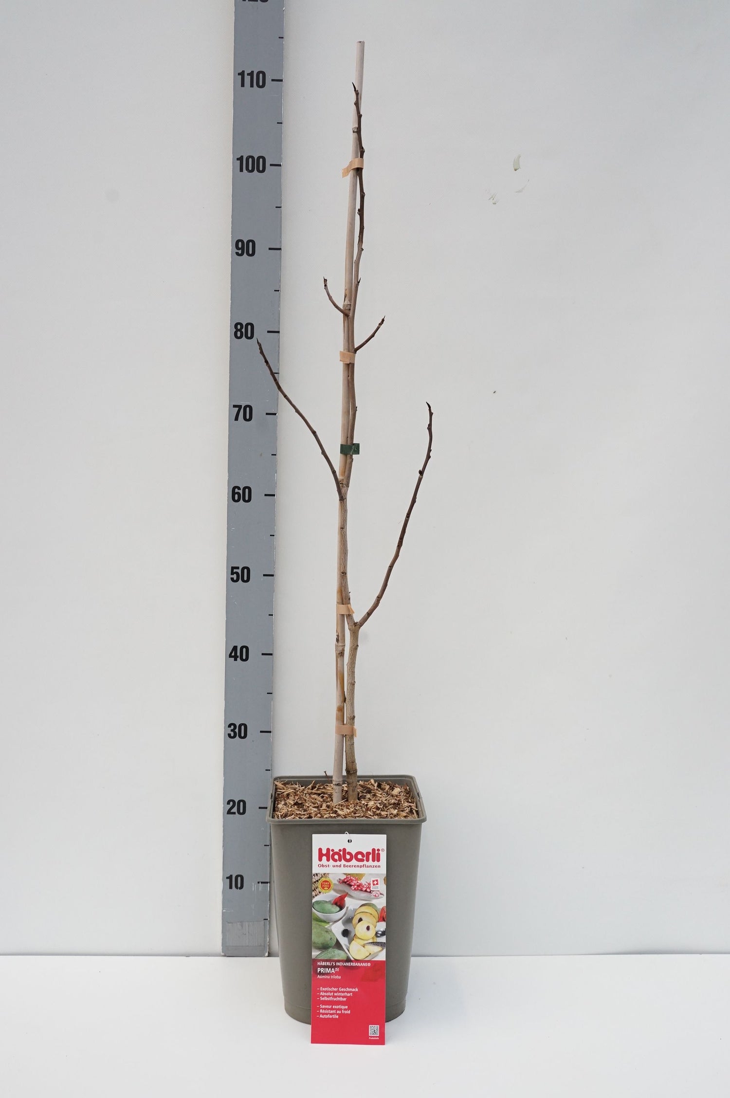 Juniperus sabina C1 (1 liters kruka) 15-20 cm