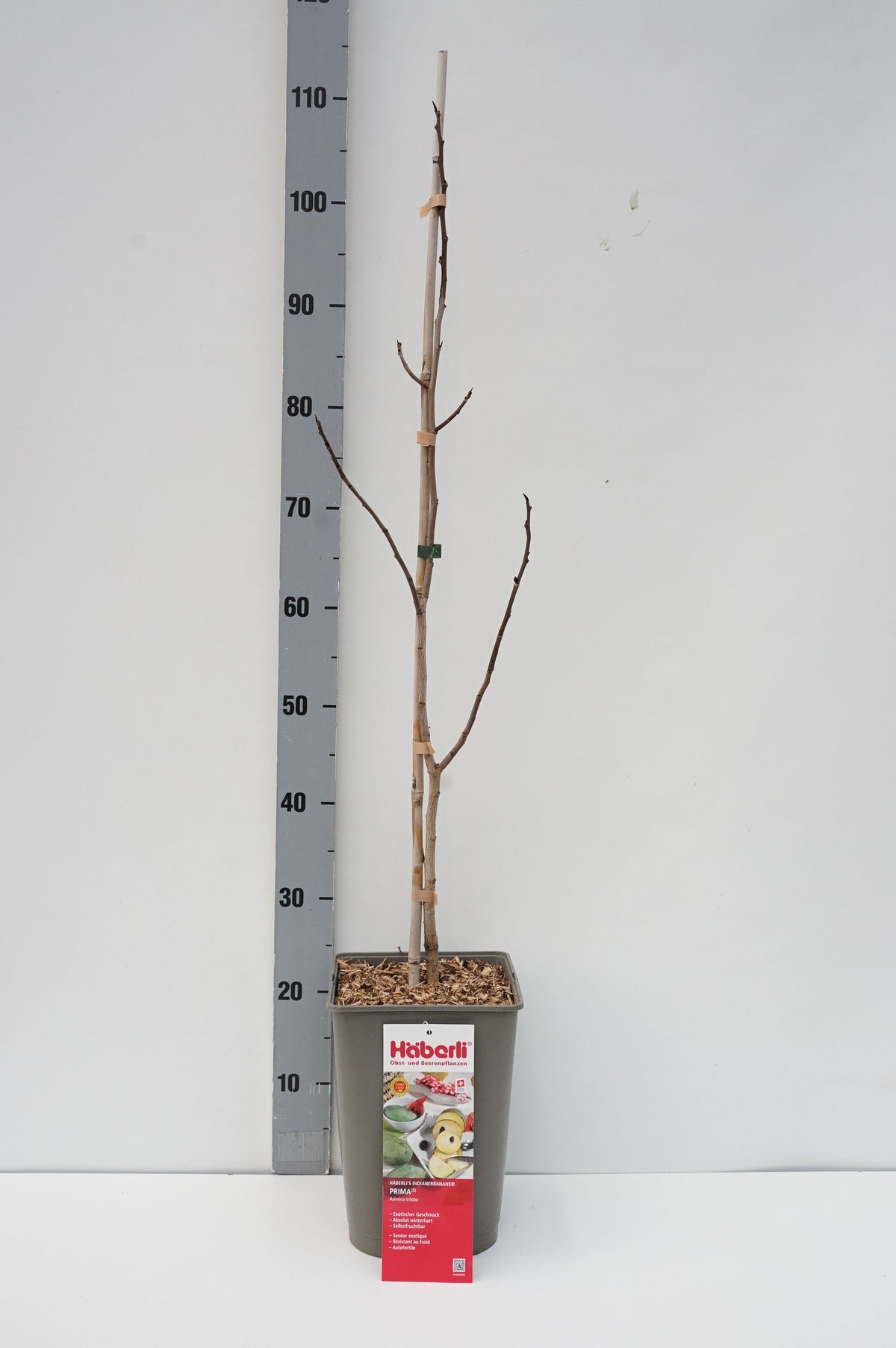 Juniperus sabina C3 (3 liters kruka) / 19 cm kruka 50-60 cm