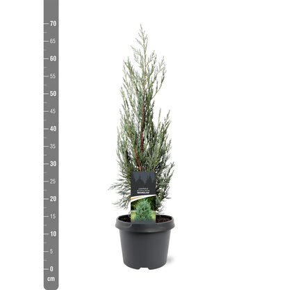 Juniperus scop. &
