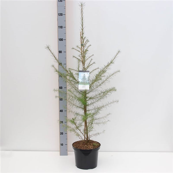 Larix decidua 16-18 cm högstam med rotklump