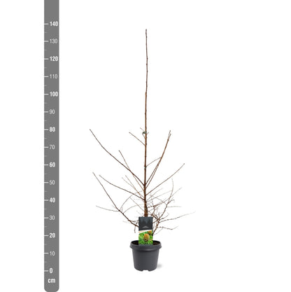 Larix kaempferi (Japansk lärk) C5 (5 liters kruka) 100-125 cm