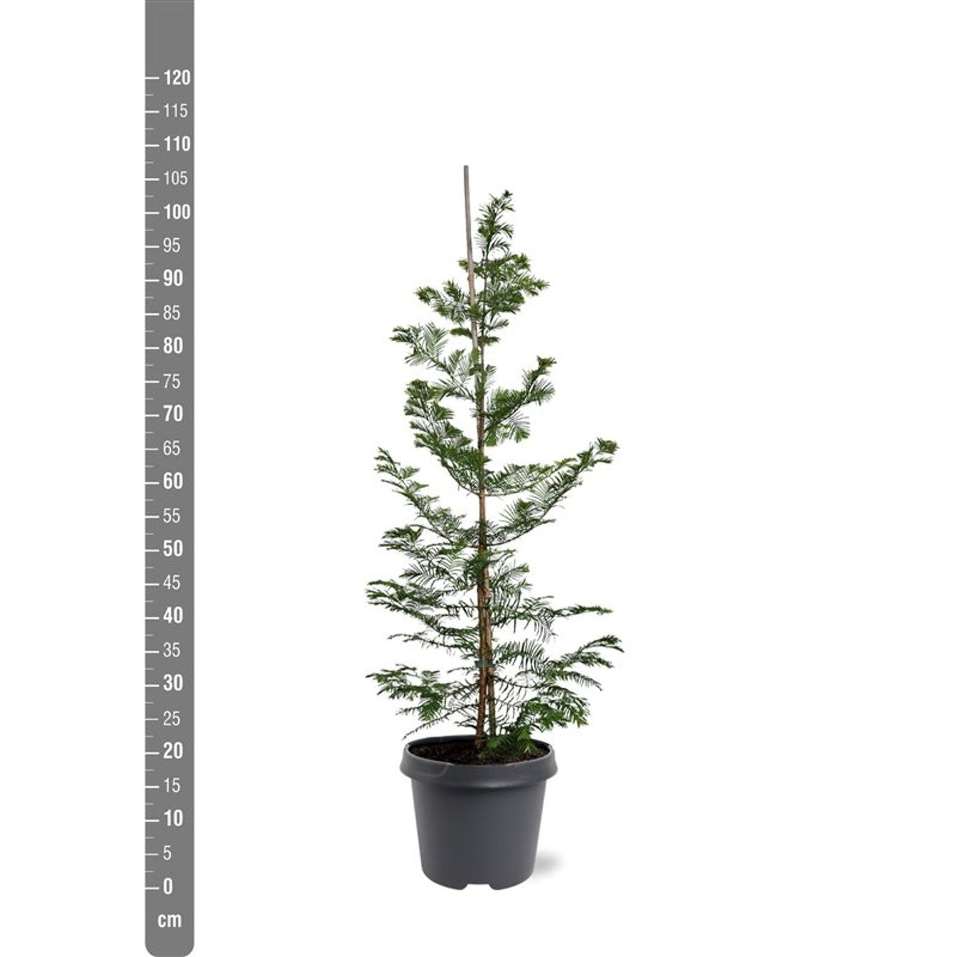 Metasequoia glyptostroboides Stamomfång 18-20 cm Rotklump