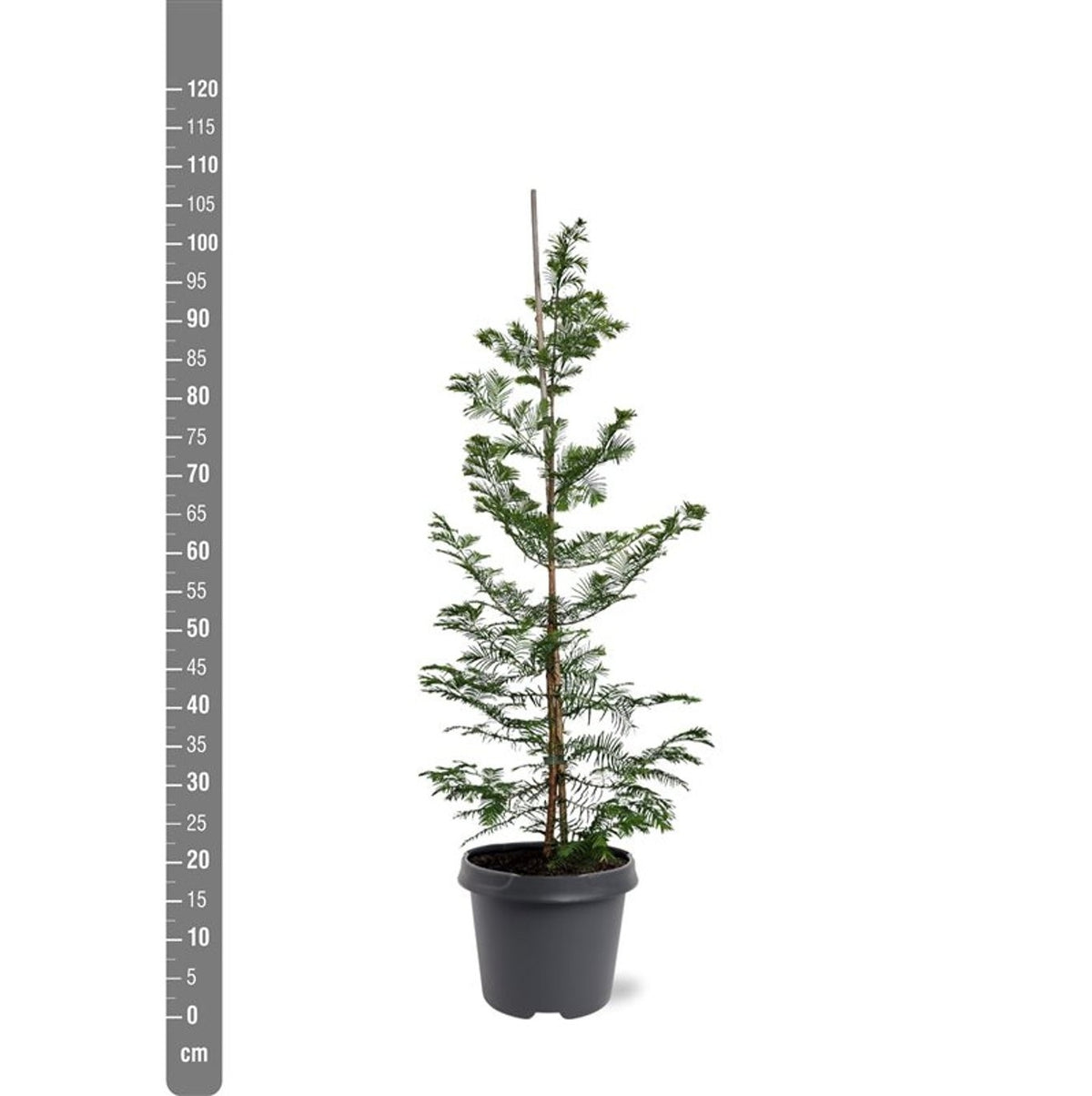 Metasequoia glyptostroboides 12-14 cm stamomkrets