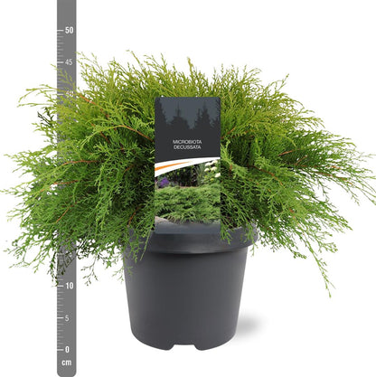 Microbiota decussata C5 (5 liters kruka) / 23 cm kruka 40-50 cm