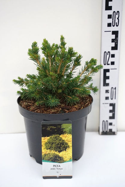 Picea abies &