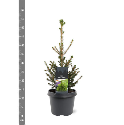 Picea abies &
