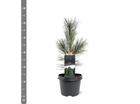 Pinus flex. 'Vanderwolf's Pyramid'