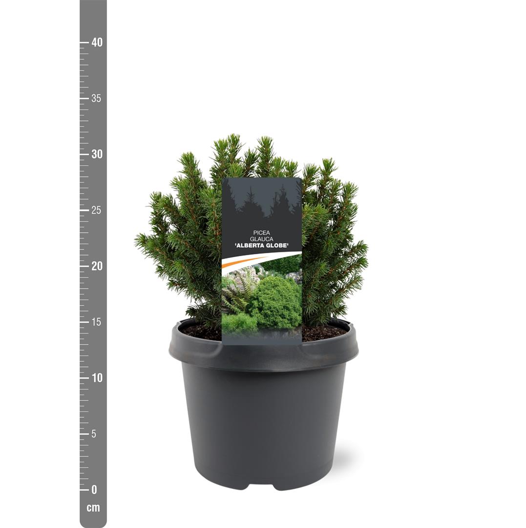 Picea gl. &