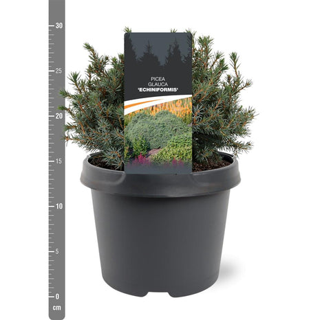 Picea gl. "Echiniformis"