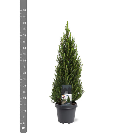 Picea gl. 'Perfecta'