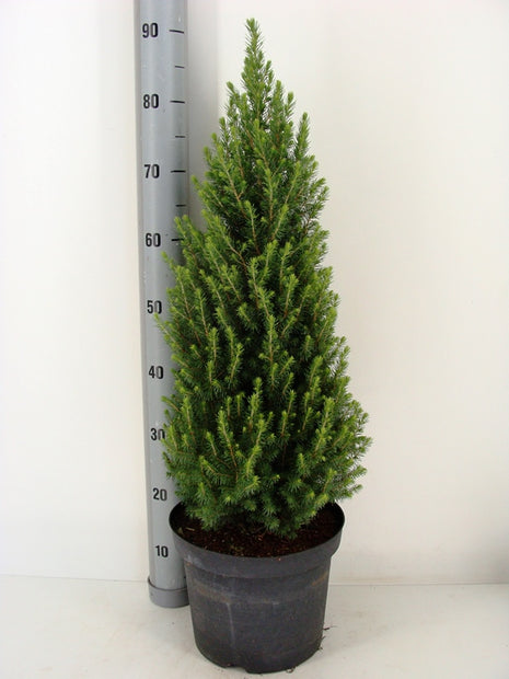 Picea gl. 'Perfecta'