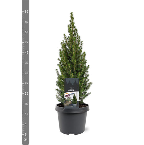 Picea gl. 'Perfecta'