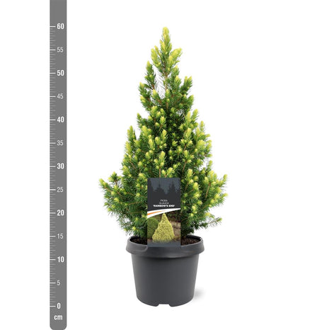 Picea gl. "Sateenkaaren loppu"