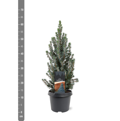 Picea gl. "Sander's Blue"