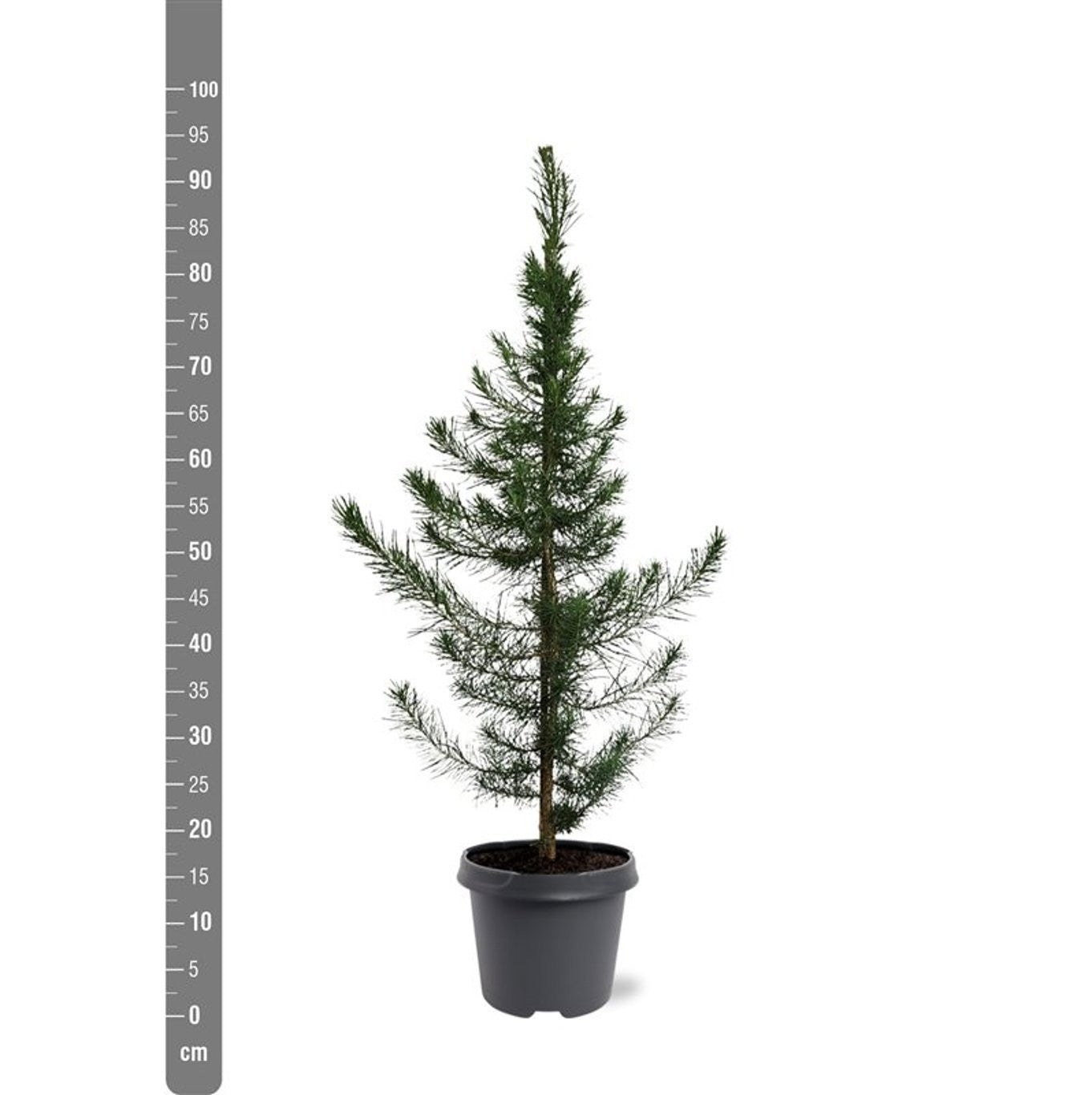 Pinus halepensis 60-80 cm C5 (5 liters kruka)