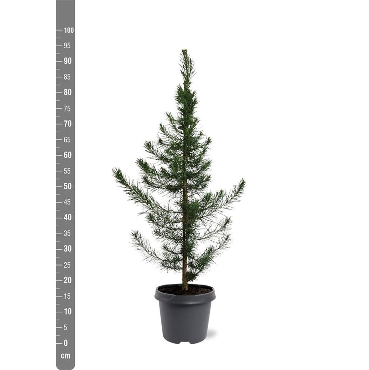 Pinus halepensis 60-80 cm | C5 (5 liters kruka)