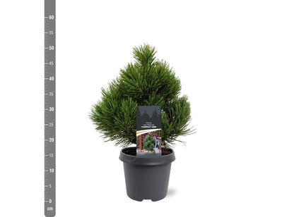 Pinus heldreichii &