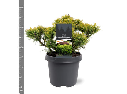 Pinus mugo &