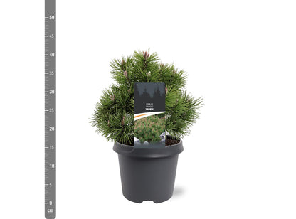 Pinus mugo &