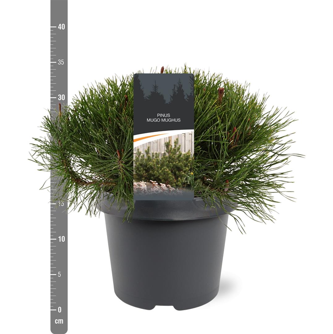 Pinus mugo mughus C5 (5 liters kruka) 30-40 cm