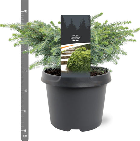 Picea Mariana 'Nana'